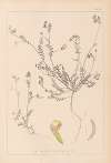 Herbier de la flore française Pl.0541