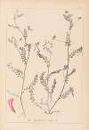 Herbier de la flore française Pl.0542