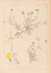 Herbier de la flore française Pl.0545