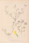 Herbier de la flore française Pl.0546