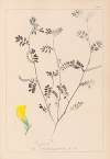 Herbier de la flore française Pl.0547