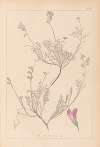 Herbier de la flore française Pl.0550