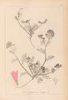 Herbier de la flore française Pl.0551