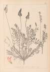 Herbier de la flore française Pl.0553