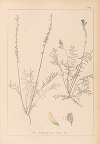 Herbier de la flore française Pl.0556