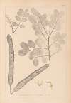 Herbier de la flore française Pl.0561