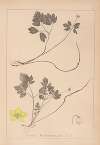 Herbier de la flore française Pl.0567