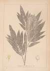 Herbier de la flore française Pl.0568