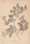 Herbier de la flore française Pl.0577
