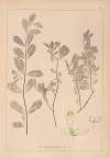 Herbier de la flore française Pl.0580