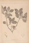 Herbier de la flore française Pl.0581