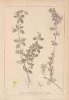 Herbier de la flore française Pl.0583
