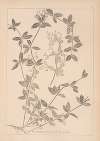 Herbier de la flore française Pl.0584