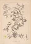 Herbier de la flore française Pl.0586