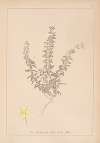 Herbier de la flore française Pl.0589