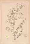 Herbier de la flore française Pl.0600