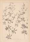 Herbier de la flore française Pl.0601