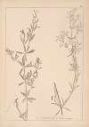 Herbier de la flore française Pl.0602