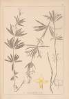 Herbier de la flore française Pl.0604