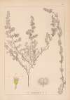 Herbier de la flore française Pl.0605