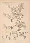 Herbier de la flore française Pl.0606