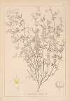 Herbier de la flore française Pl.0608