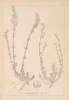 Herbier de la flore française Pl.0610