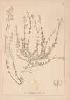 Herbier de la flore française Pl.0611