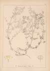 Herbier de la flore française Pl.0615