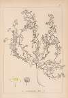 Herbier de la flore française Pl.0616