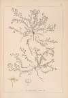 Herbier de la flore française Pl.0619