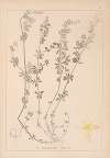 Herbier de la flore française Pl.0624