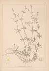 Herbier de la flore française Pl.0625