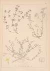 Herbier de la flore française Pl.0626