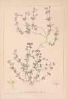 Herbier de la flore française Pl.0629