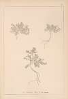 Herbier de la flore française Pl.0631