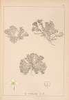 Herbier de la flore française Pl.0632