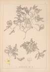 Herbier de la flore française Pl.0634