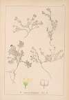 Herbier de la flore française Pl.0636