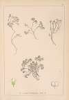 Herbier de la flore française Pl.0637