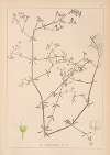 Herbier de la flore française Pl.0639