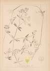 Herbier de la flore française Pl.0640