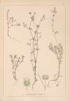 Herbier de la flore française Pl.0643