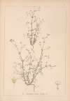 Herbier de la flore française Pl.0644