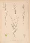 Herbier de la flore française Pl.0645