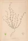 Herbier de la flore française Pl.0646