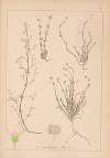Herbier de la flore française Pl.0648