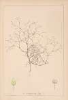Herbier de la flore française Pl.0649