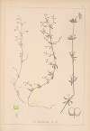 Herbier de la flore française Pl.0651
