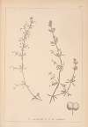 Herbier de la flore française Pl.0652
